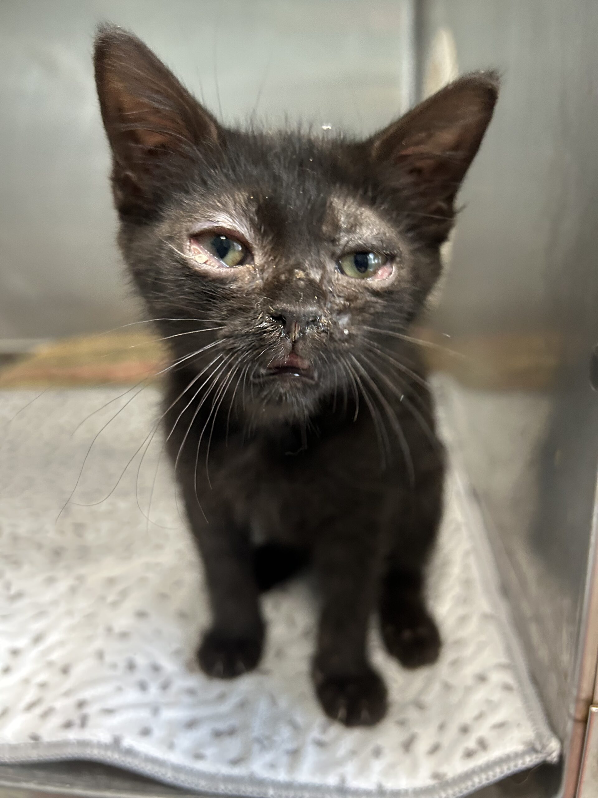 Volunteers say animal shelter conditions “horrific”