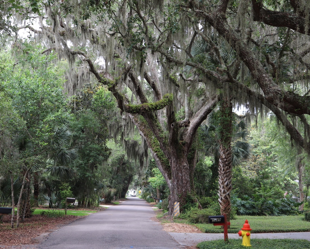 Amelia Island Tree Commission wrestles with criteria for replanting program