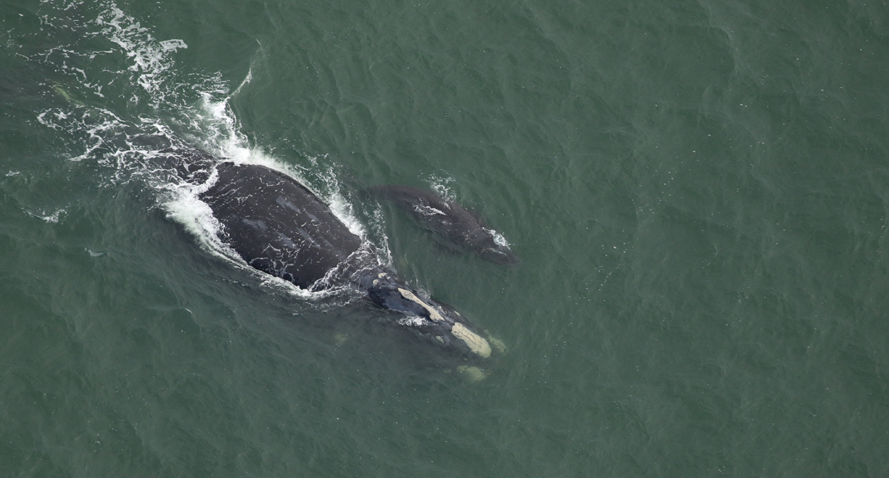 Juno-and-Calf