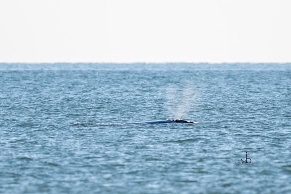 3rd on 3rd: Listening for Whales to Rescue A whale surfaces off the coast of Amelia Island. Photo courtesy Amelia Island Musuem of History
