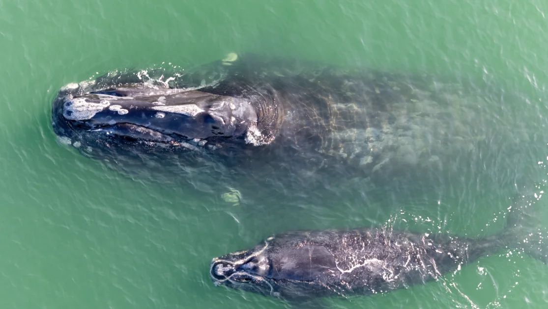 Our waters, our responsibility “Ghost,” a North Atlantic right whale, swims with her ninth calf offshore of Flagler Beach, Florida, on Jan. 30. Photo: Jeff Greene, Marineland Right Whale Project