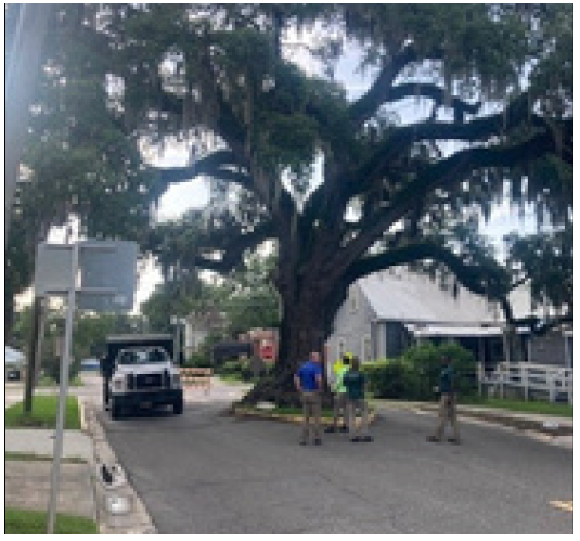 The trimming and centering of the heritage tree known as Kate's Tree is complete. There are over 80 heritage oaks throughout Amelia Island. Photo courtesy City of Fernandina Beach