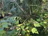 Egans Creek Greenway grows by nearly 10 acres Palms, ferns and vines grow along Egans Creek on land newly preserved through a partnership between North Florida Land Trust and the city of Fernandina Beach. Photo courtesy North Florida Land Trust