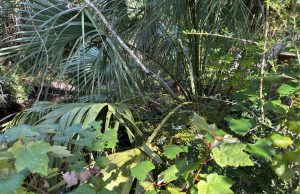 Egans Creek Greenway grows by nearly 10 acres Palms, ferns and vines grow along Egans Creek on land newly preserved through a partnership between North Florida Land Trust and the city of Fernandina Beach. Photo courtesy North Florida Land Trust