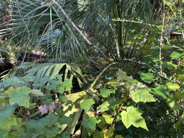 Palms, ferns and vines grow along Egans Creek on land newly preserved through a partnership between North Florida Land Trust and the city of Fernandina Beach. Photo courtesy North Florida Land Trust